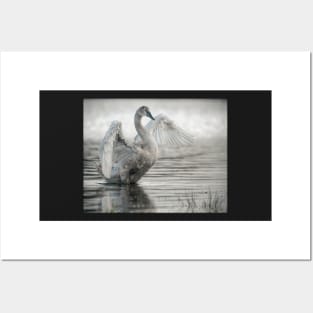 Swan Posters and Art